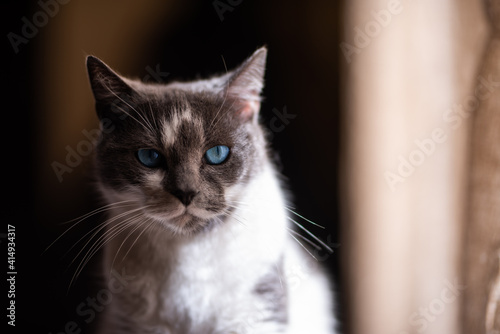 A beautiful domestic kitten, with a look that sinks into the soul
