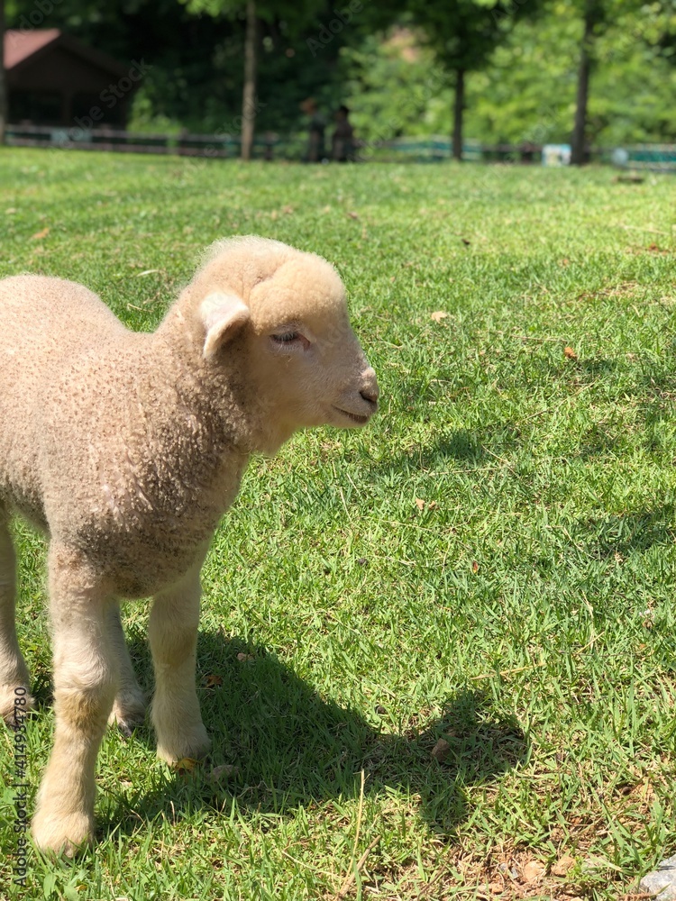 Sheep in the grass that seems to be smiling. Sheep in the grass that seems to be smiling.