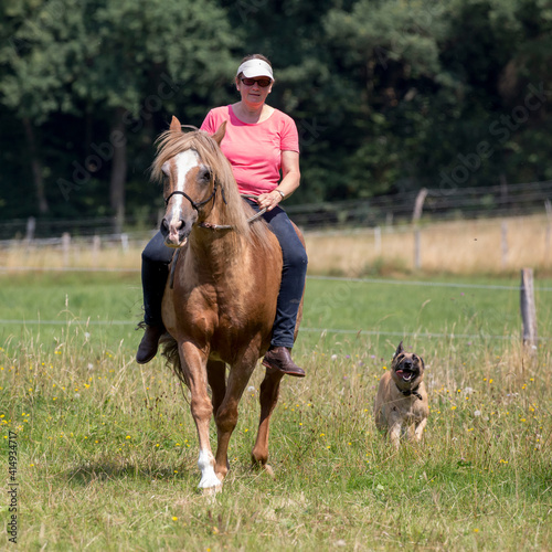 Schönes Pferd mit Hund und Reiterin