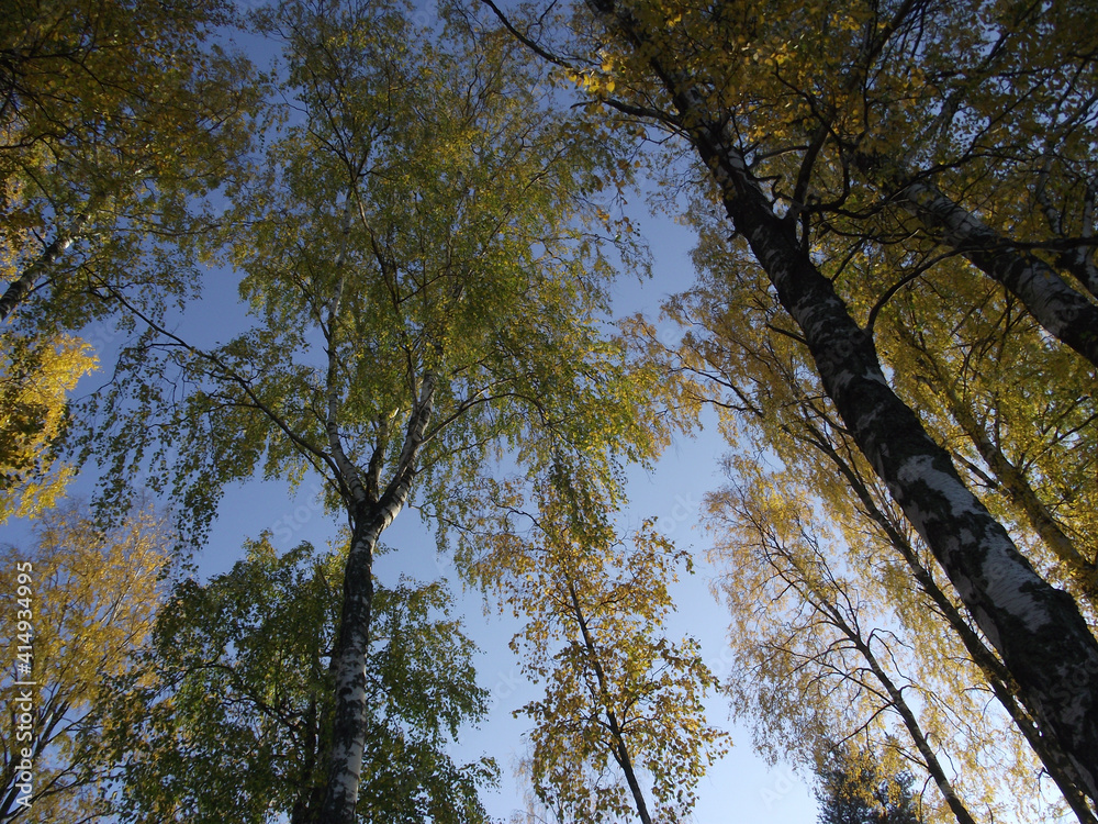 Fototapeta premium under birch trees in summer