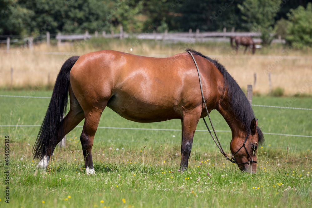 Schönes Pferd in der Natur