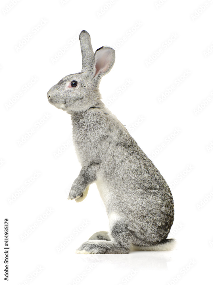 Obraz premium grey rabbit on a white background