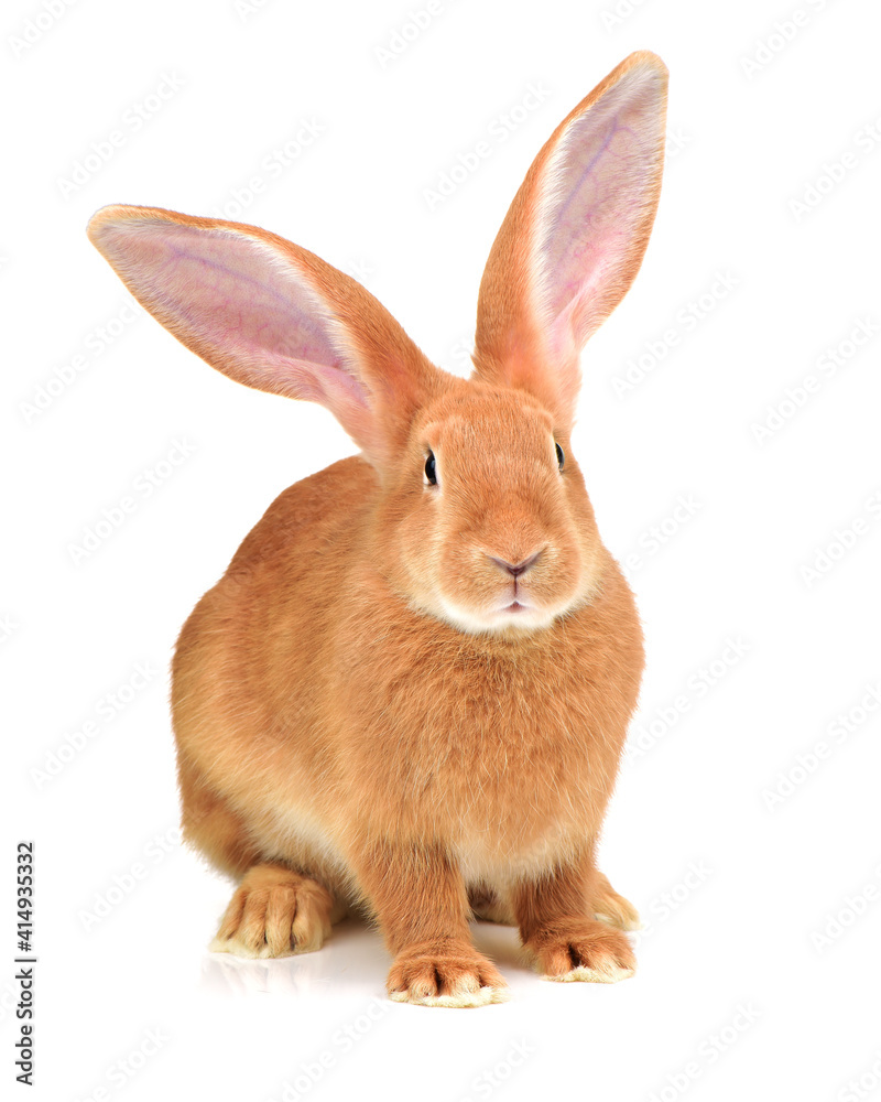 Obraz premium orange rabbit on white background 