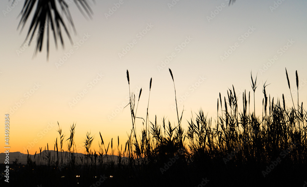 silhouette of a row of reed at the bottom of the image after which we can see the warm light of sunset