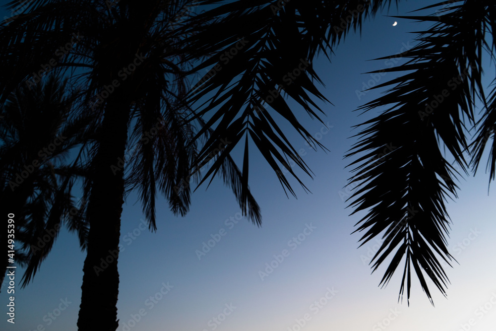 Fototapeta premium silhouette of some palm leaves