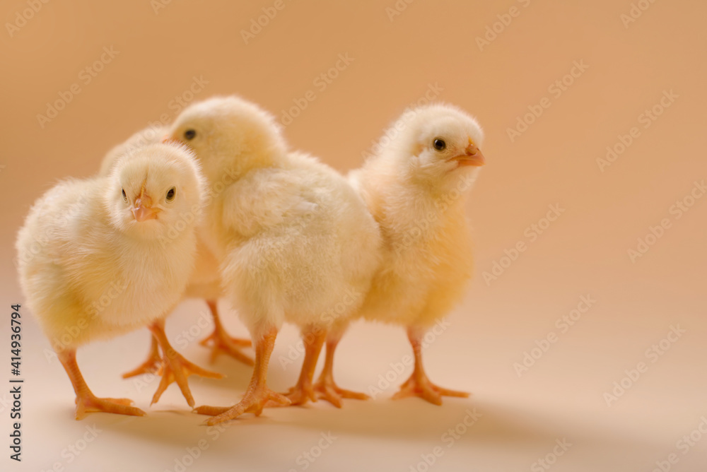 Image of a few newborn fluffy fledgling chicken.