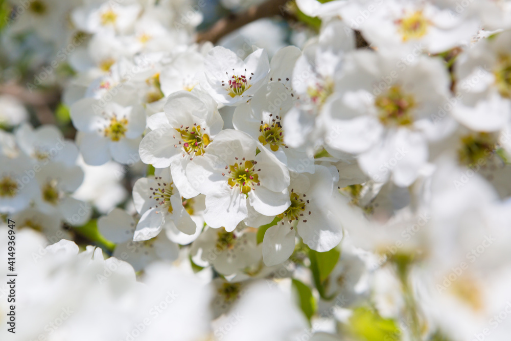 White oriental cherry in spring over clear blue sky White oriental cherry in spring over clear blue sky