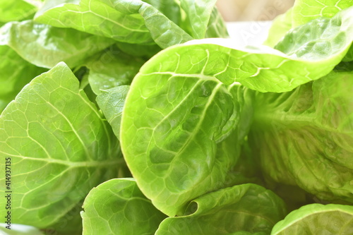 fresh green cos lettuce vegetable salad with drop of water arranging on plate