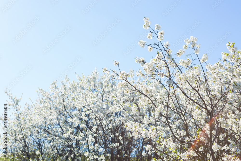 White oriental cherry in spring over clear blue sky White oriental cherry in spring over clear blue sky