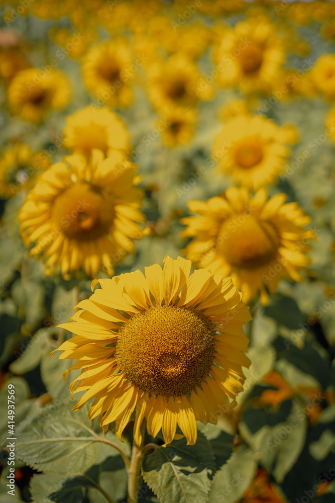 Picture of a sunflower field that fills the area in the afternoon. They are brilliant yellow and are in full bloom with warm light on a sunny day. The stems are tall and have large green leaves. Picture of a sunflower field that fills the area in the afternoon. They are brilliant yellow and are in full bloom with warm light on a sunny day. The stems are tall and have large green leaves.