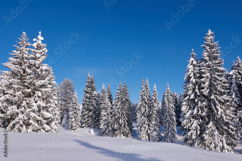 Tief verschneite Tannenwälder im Sonnenschein