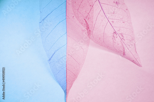Transparent leaves on a blue and pink background.