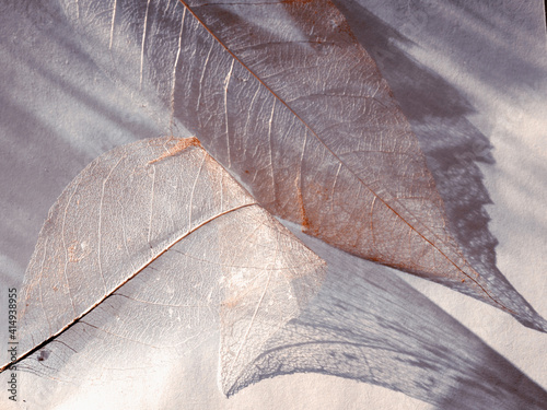 Transparent beige leaves on a light background.