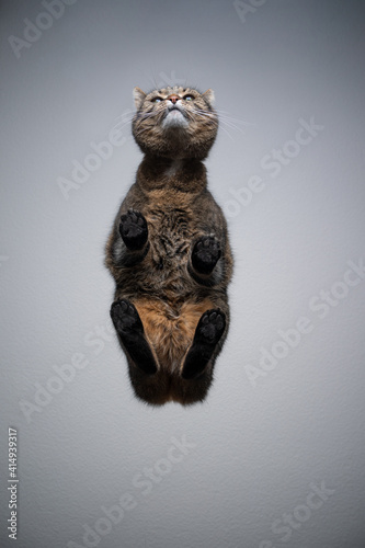 Fototapeta Naklejka Na Ścianę i Meble -  bottom view of a tabby shorthair cat standing on transparent glass table looking up curiously with copy space