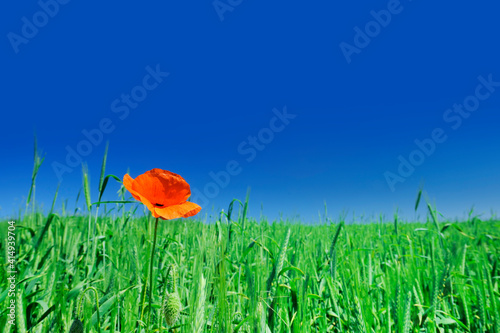 Beautiful poppy on green field