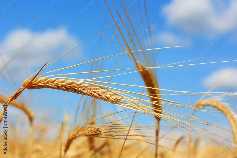 Golden ears of wheat on the field Golden ears of wheat on the field