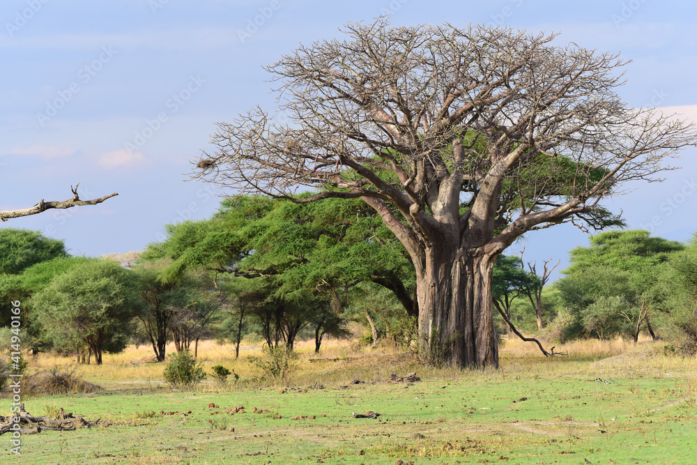 Tarangire-Nationalpark in Tansania Tarangire-Nationalpark in Tansania