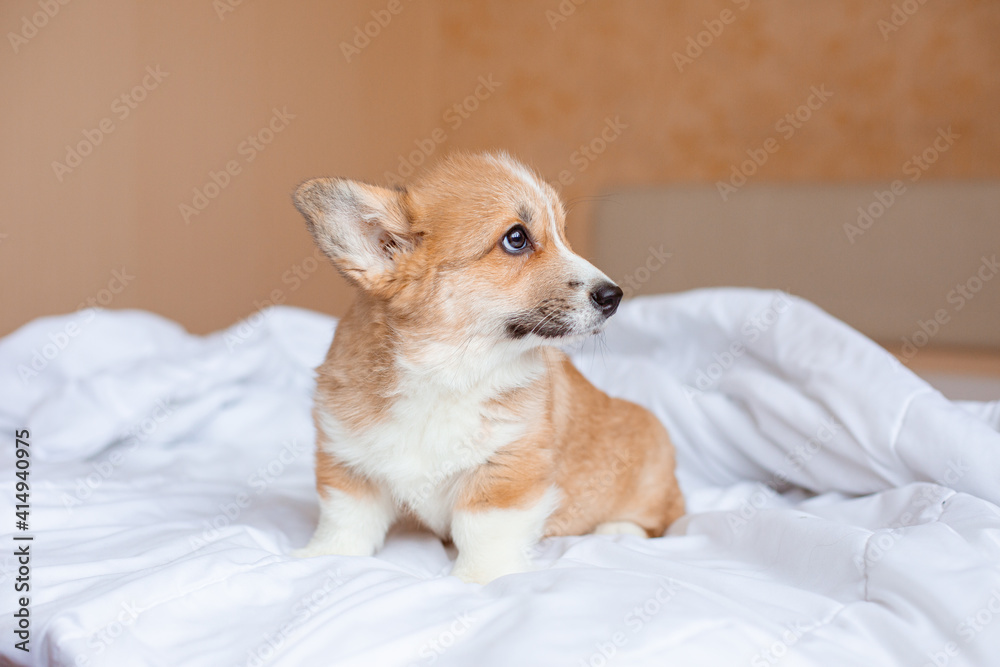 corgi puppy on the bed under the blanket