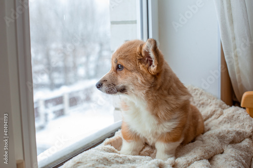 puppy dog welsh corgi sits on the window, sadly look out the window, waiting