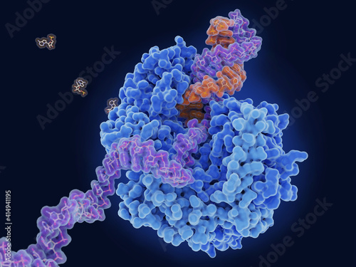 SARS-CoV-2 RNA polymerase replicating the viral RNA photo