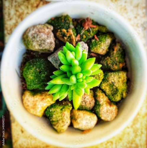 Succulent on a white vase.