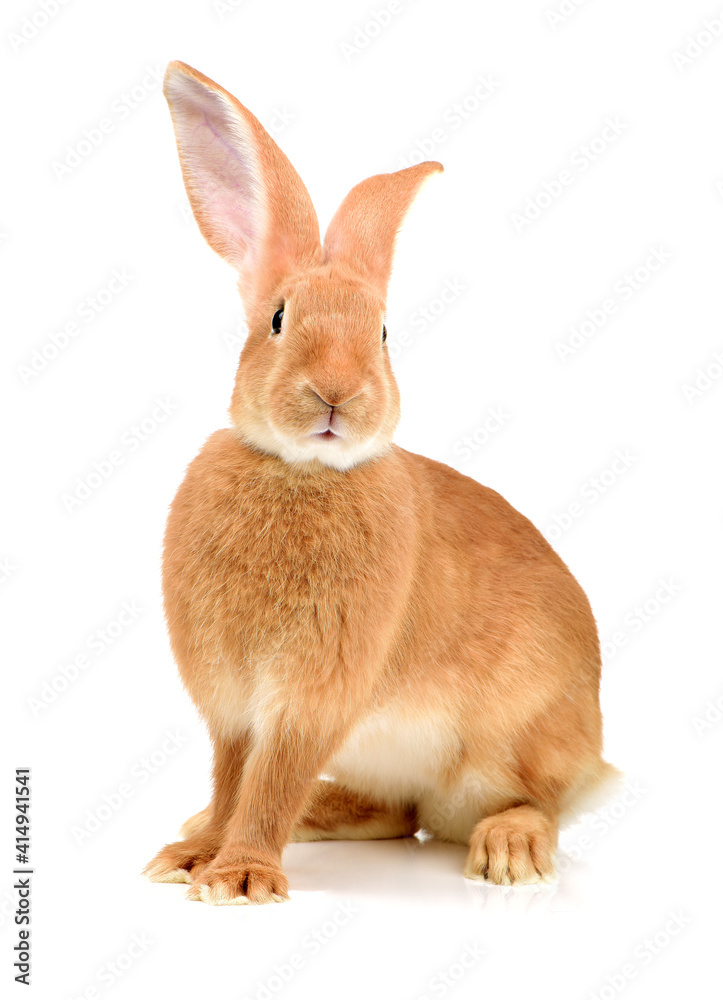 Obraz premium orange rabbit on white background 