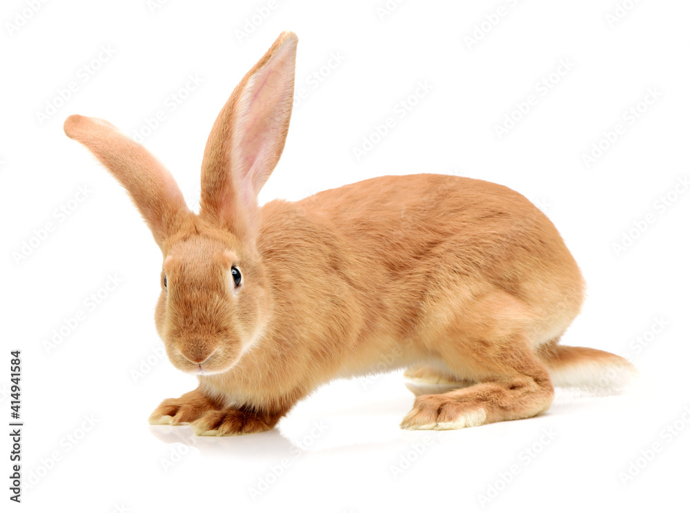 Obraz premium orange rabbit on white background 