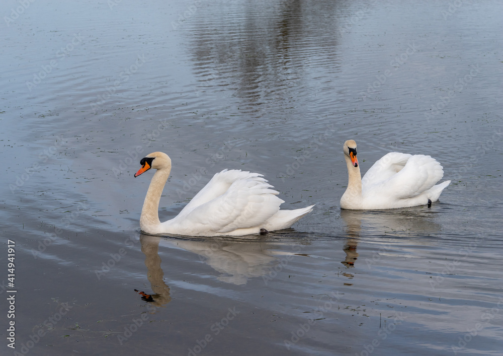 Fototapeta premium A pair of swans swiming together