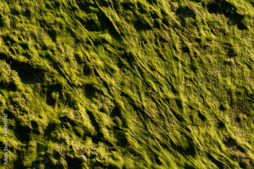 Wallpaper Mural The green of the sea. Torontodigital.ca