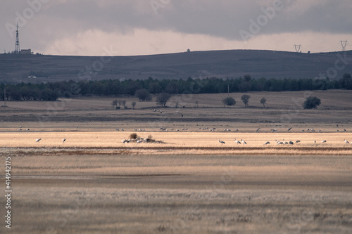 group of crane birds perched in cultivated fields in the Hita lagoon in Cuenca, Spain