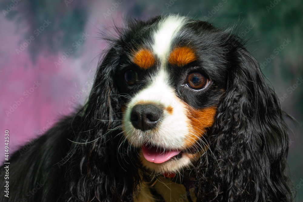 Litter of Cavalier King Charles spaniel looking directly at a colored background Litter of Cavalier King Charles spaniel looking directly at a colored background