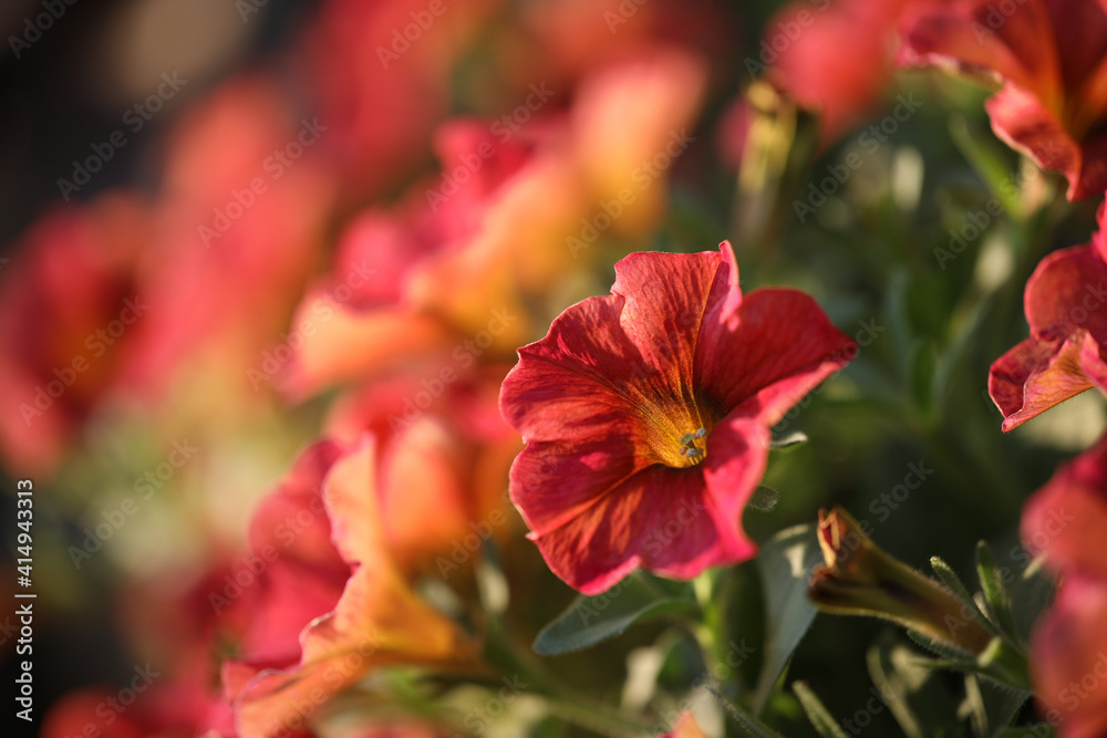 Red petunia flower close up