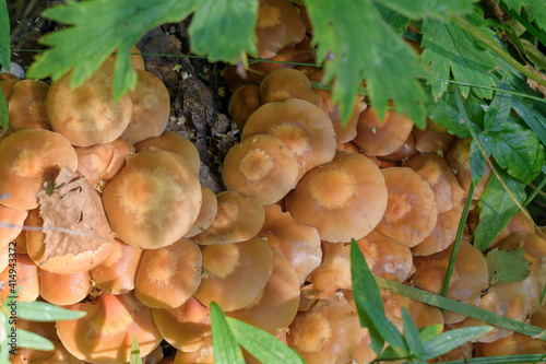 The Armillaria family of mushrooms. Orange hats with a pattern in the center. Green foliage. Mycelium honey mushroom concept. Selective focus. photo