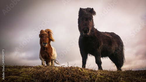 Foto Shetland Pony auf den Shetland Inseln, Schottland