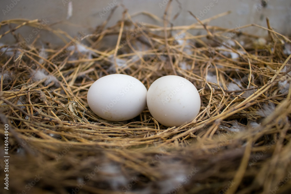 Wide angle shot of two pigeon eggs laying in a nest made up of dried straws Wide angle shot of two pigeon eggs laying in a nest made up of dried straws