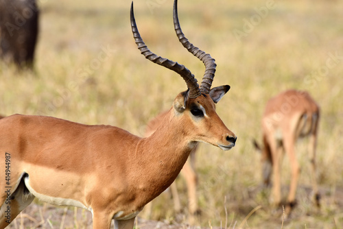 Impala im Tarangire-Nationalpark in Tansania