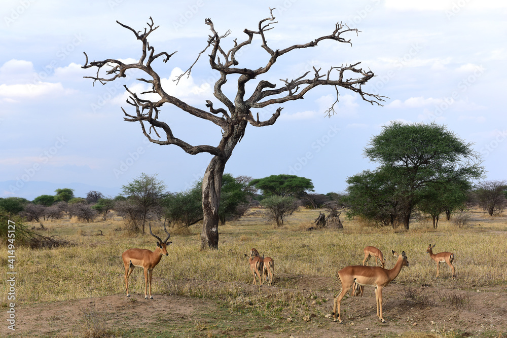 Impalas im Tarangire-Nationalpark in Tansania Impalas im Tarangire-Nationalpark in Tansania