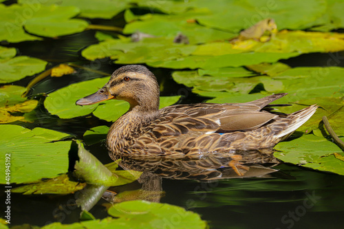 female Mallard duck (Anas platyrhynchos) on the water photo