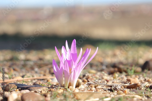 Merendera montana (Colchicum montanum) photo