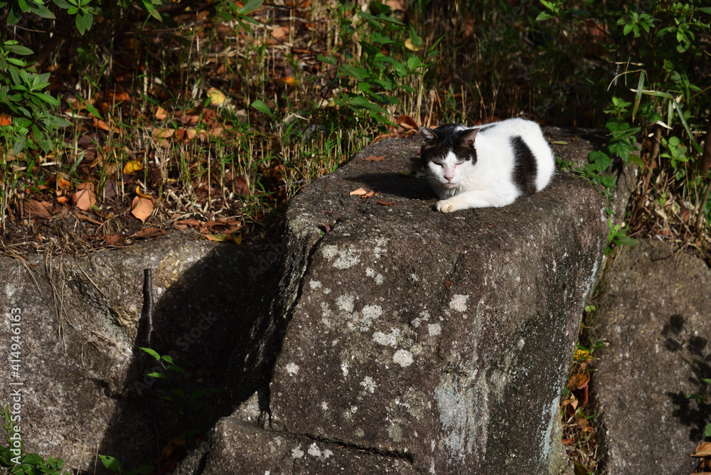 A cat sitting on a lock A cat sitting on a lock