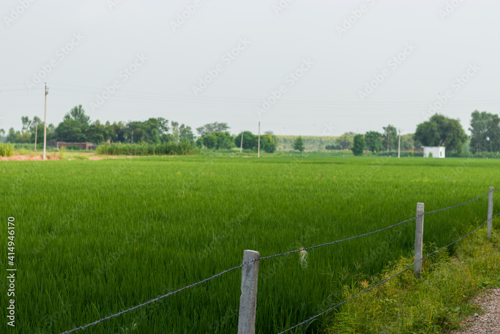 Wide angle shot of a paddy farm with barbed wire at its boundary