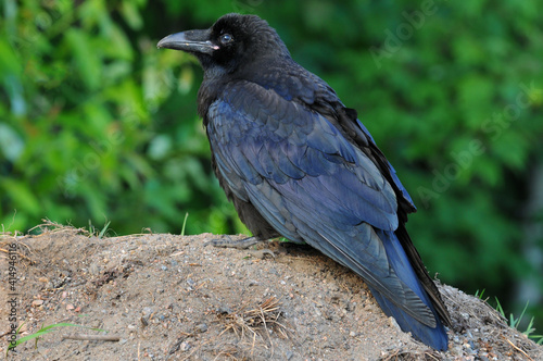 raven on the ground © Terry