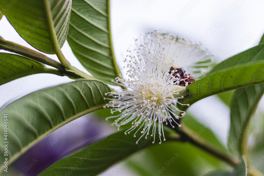 Obraz premium Guava Flower shot with shallow depth of field