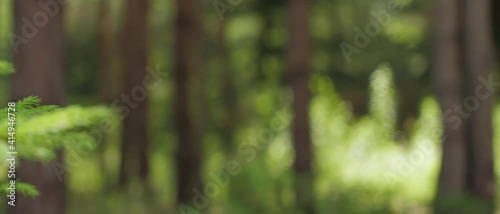 Closeup on the branches of the spruce, dense pine and soft-wood forest in the rays of the summer sun, tree trunks, clean and fresh forest air photo