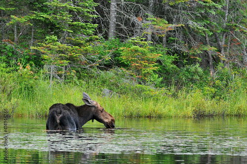 cow moose in swamp eating