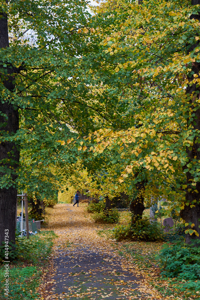 Weg mit Linden im Herbstlaub, Luisenstädtischer Friedhof, Kreuzberg, Berlin, Deutschland