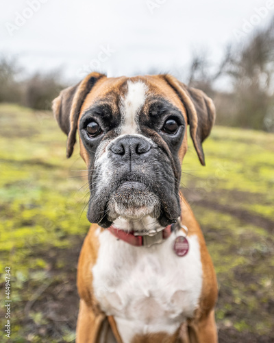 funny face 9 months old purebred golden puppy german boxer dog closeup © CL-Medien