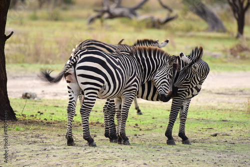 Zebras im Tarangire-Nationalpark in Tansania