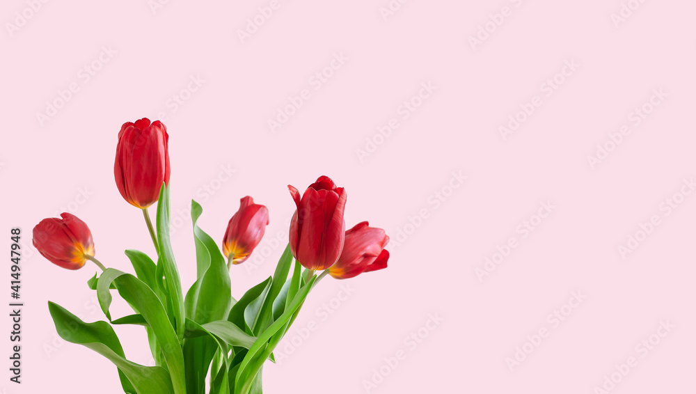 Fototapeta premium Bouquet of red tulips on pink background Spring flowers banner