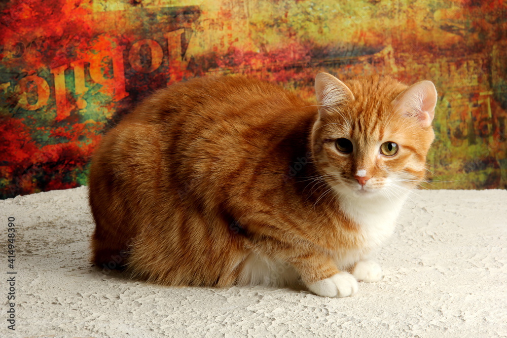 Fototapeta premium Red cat portrait, close-up on a colored background